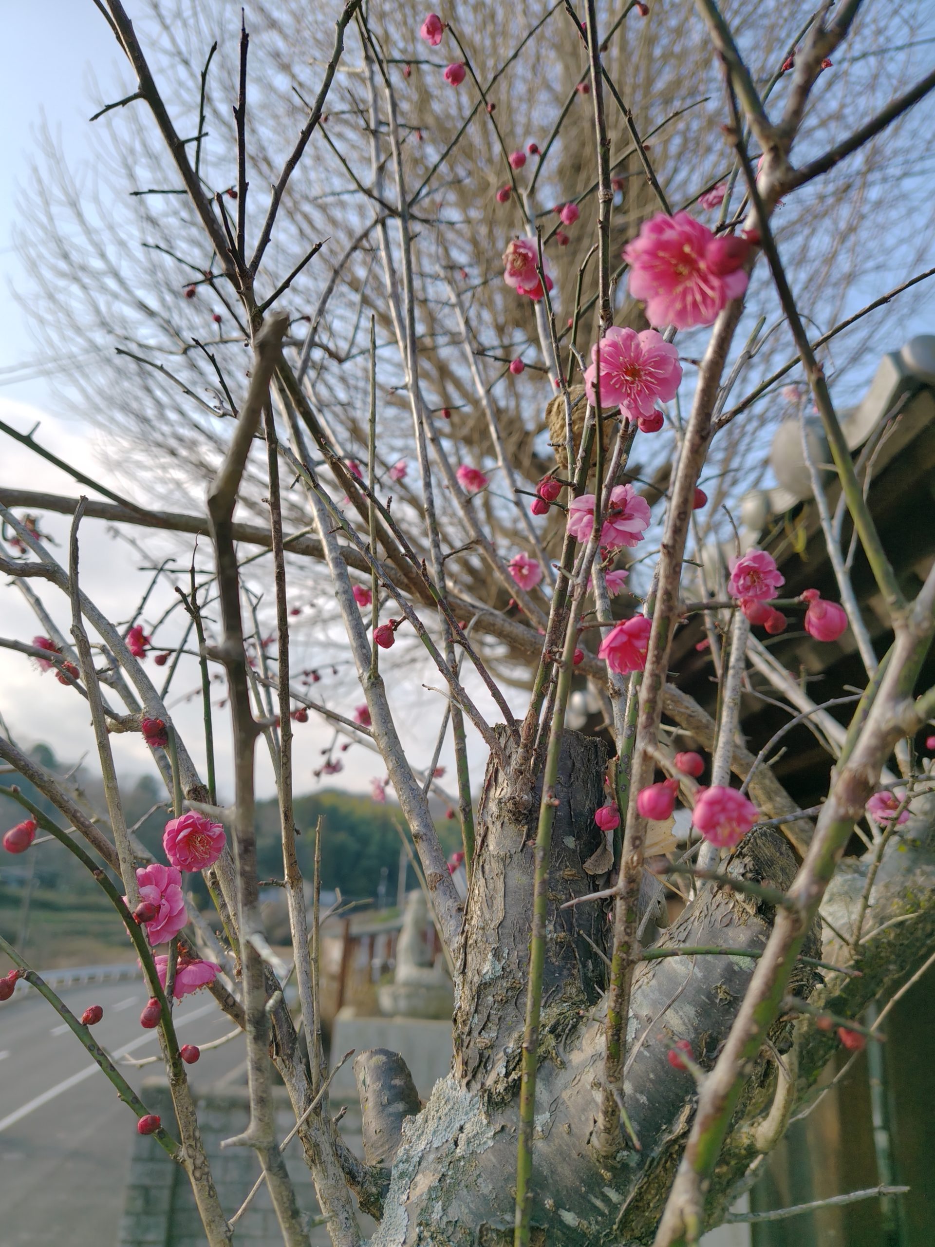 合祀納骨のお知らせ