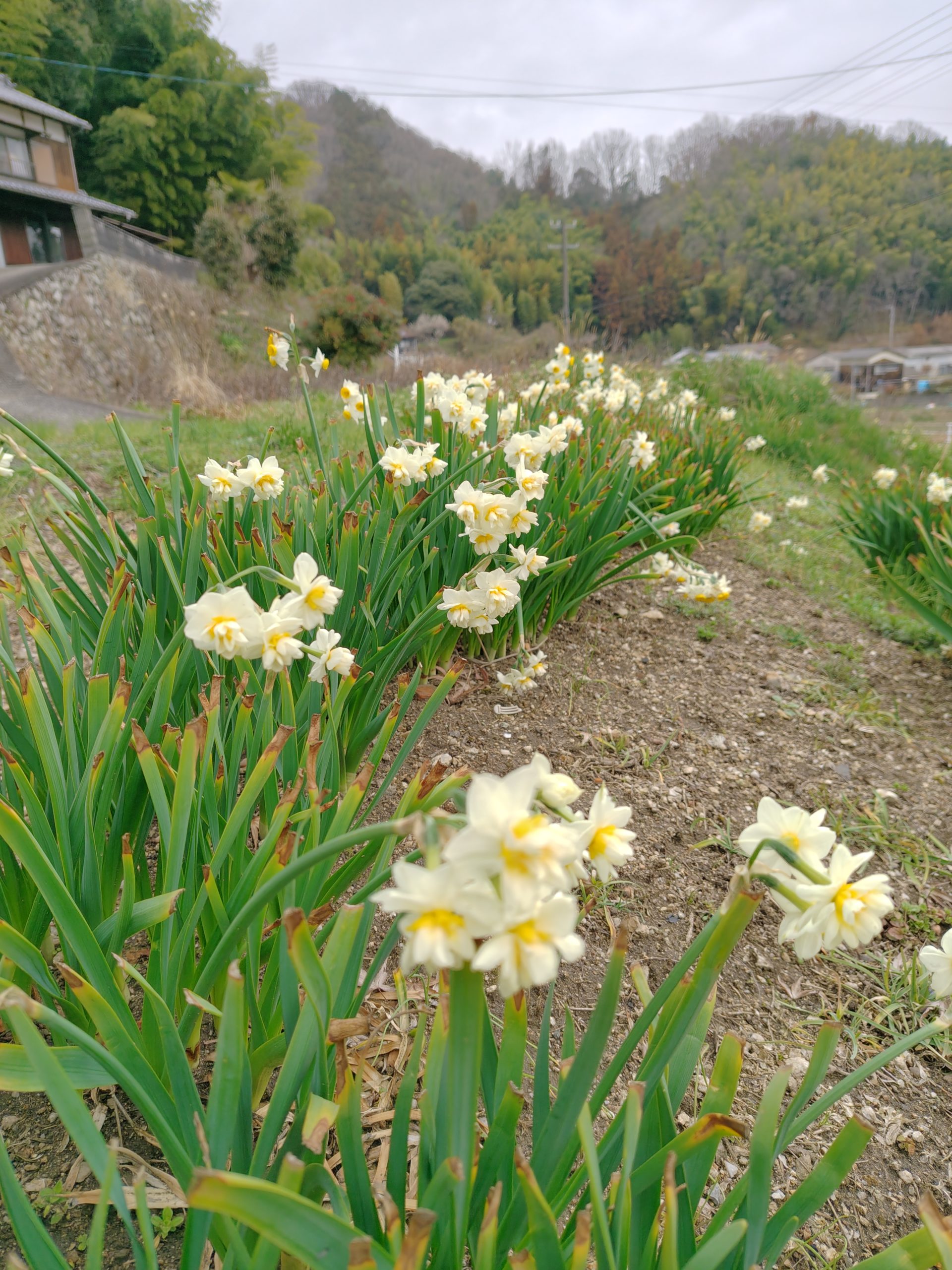 合祀納骨のお知らせ